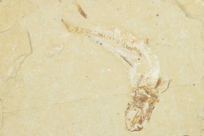 Cretaceous Fossil Fish - Lebanon #258857